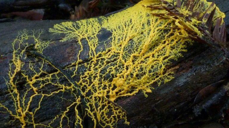 copertina_-_physarum_policephalum.jpg