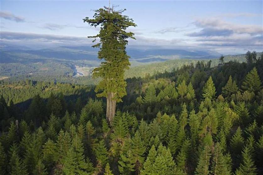 copertina_-_sequoia_mendocino.jpeg
