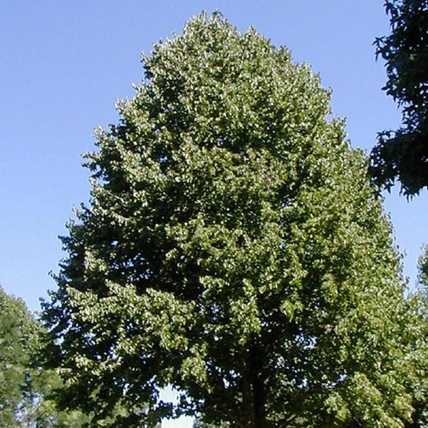 corylus_colurna_habitus.jpg