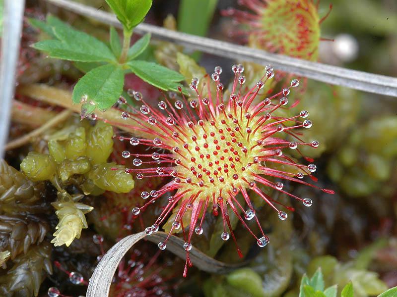 drosera_rotundifolia_2.jpeg