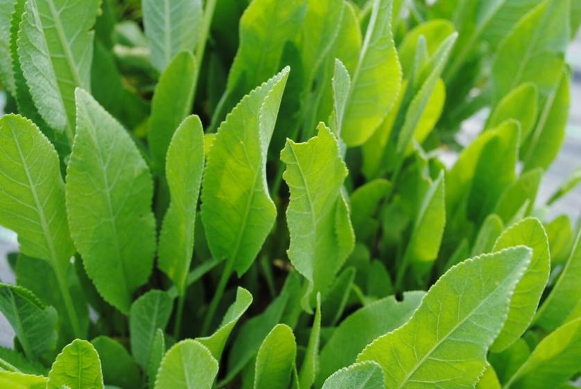 erba-di-san-pietro-tanacetum-balsamita.jpg