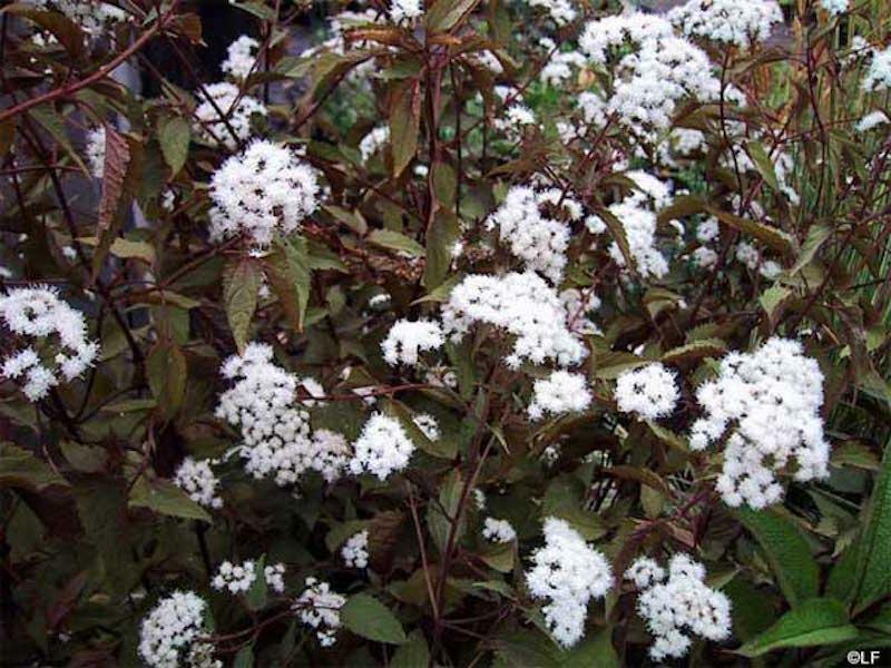 eupatorium_rubrum.jpg