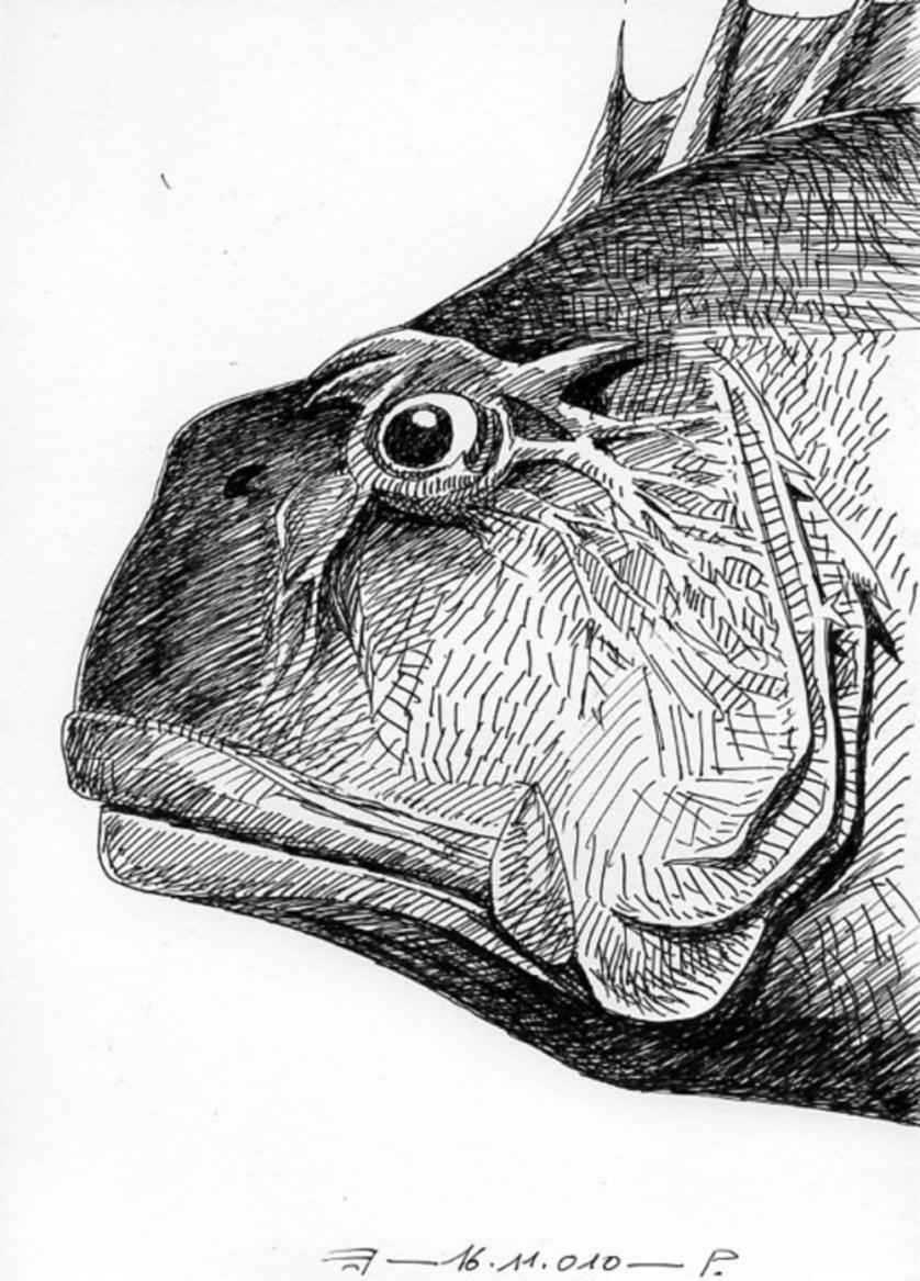 Illustrazione di Francesco Pecoraro