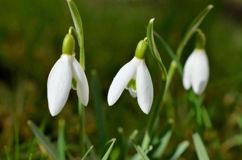 galanthus_3.jpg