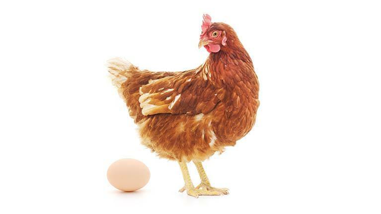 gallina_uovo.jpg