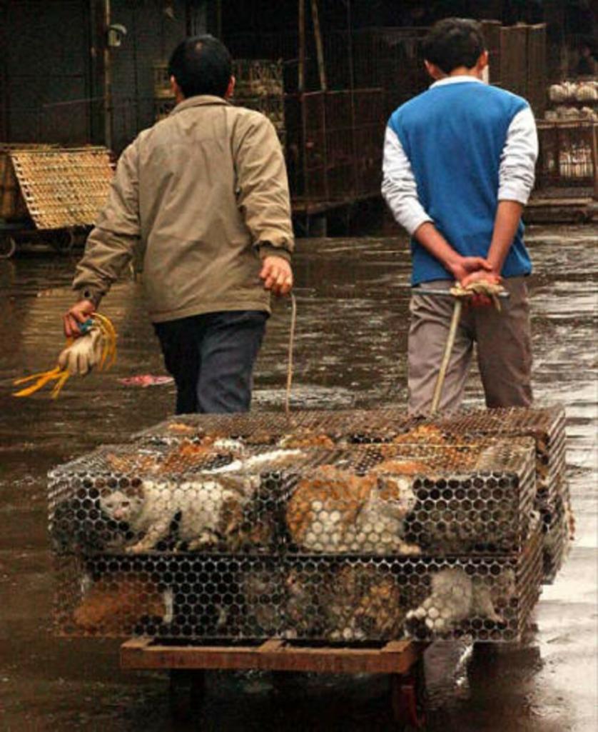 gatti_cina.jpg