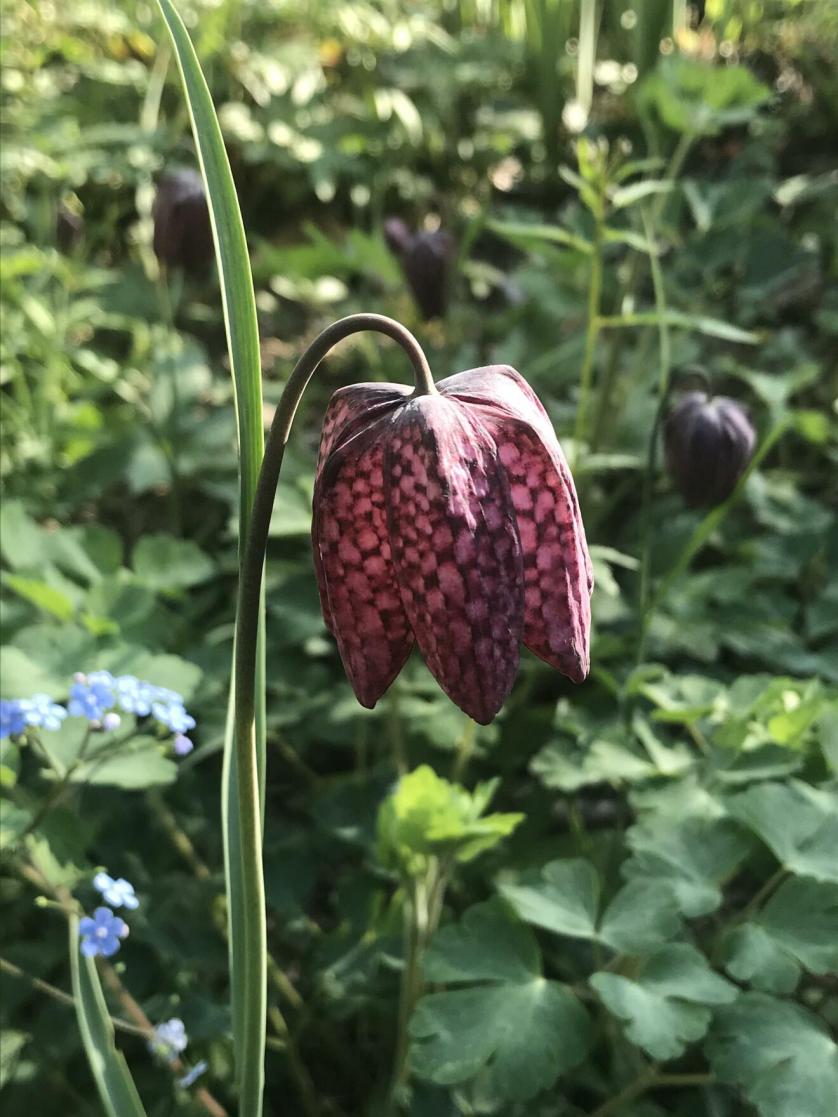 img_7395.jpeg