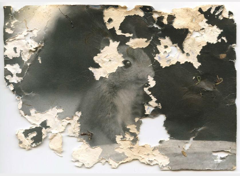 Joan Fontcuberta, Gastropoda #23, 2013