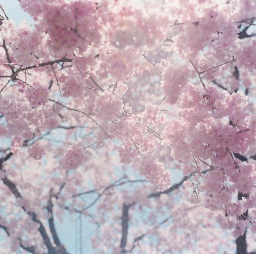 Fotografia di Rinko Kawauchi.