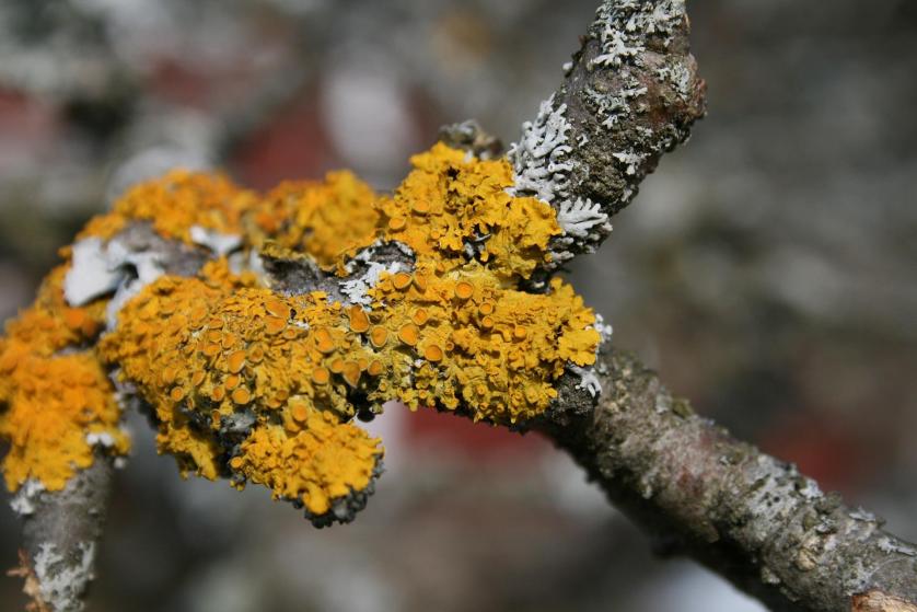 lichen-5081451_1920.jpeg