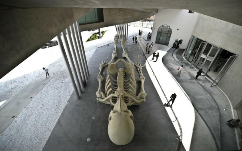 maxxi.jpg