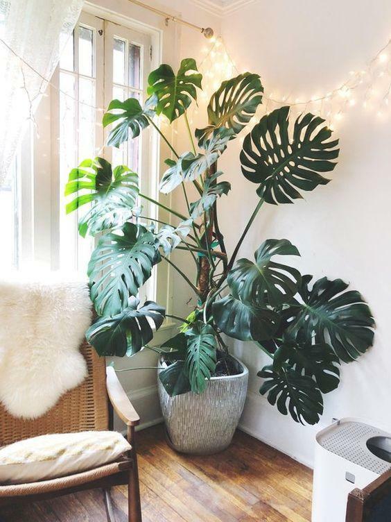 monstera-deliciosa.jpg