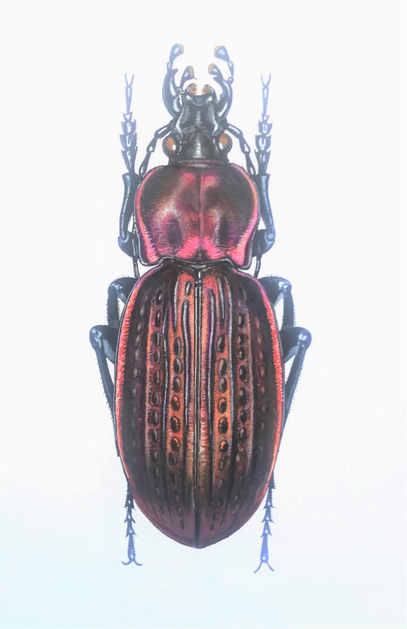 Daniele Verucchi, Morbillosus constantinus