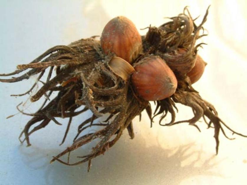 nocciolocostantinopoli_fru.jpg