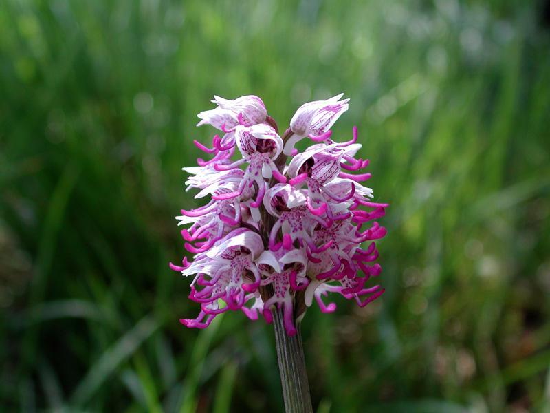 orchis-simia3223.jpg