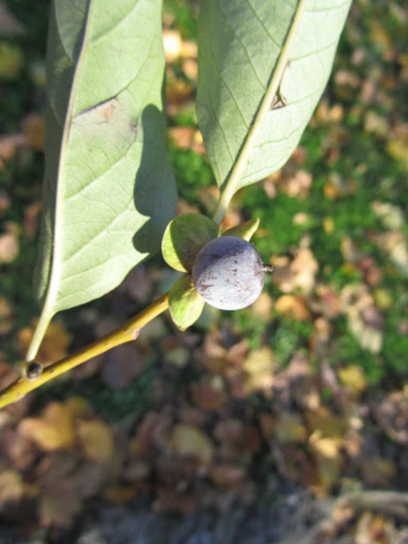 ott.-nov. 2012 241.jpg
