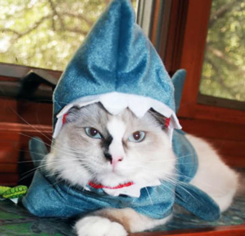 parole_scarinci_sharkready.jpg
