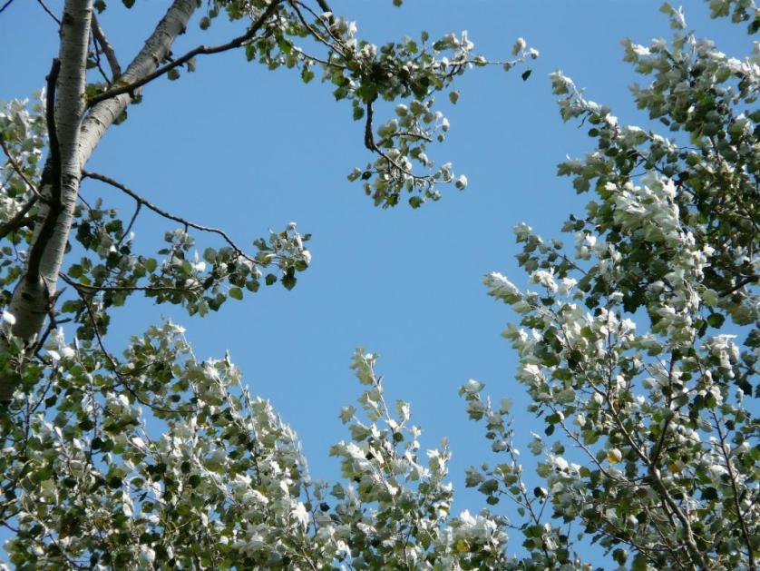 populus-alba-59726_1920.jpg