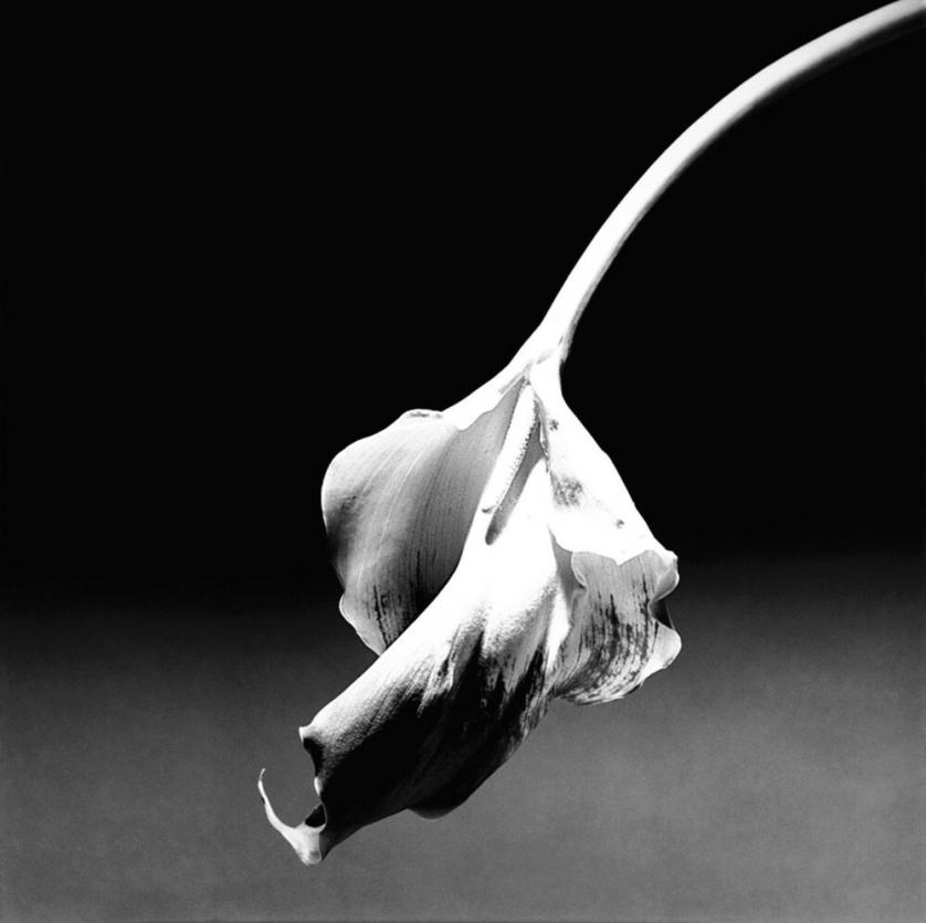 robert-mapplethorpe-calla-lily-1986-c-robert-mapplethorpe-foundation.jpg