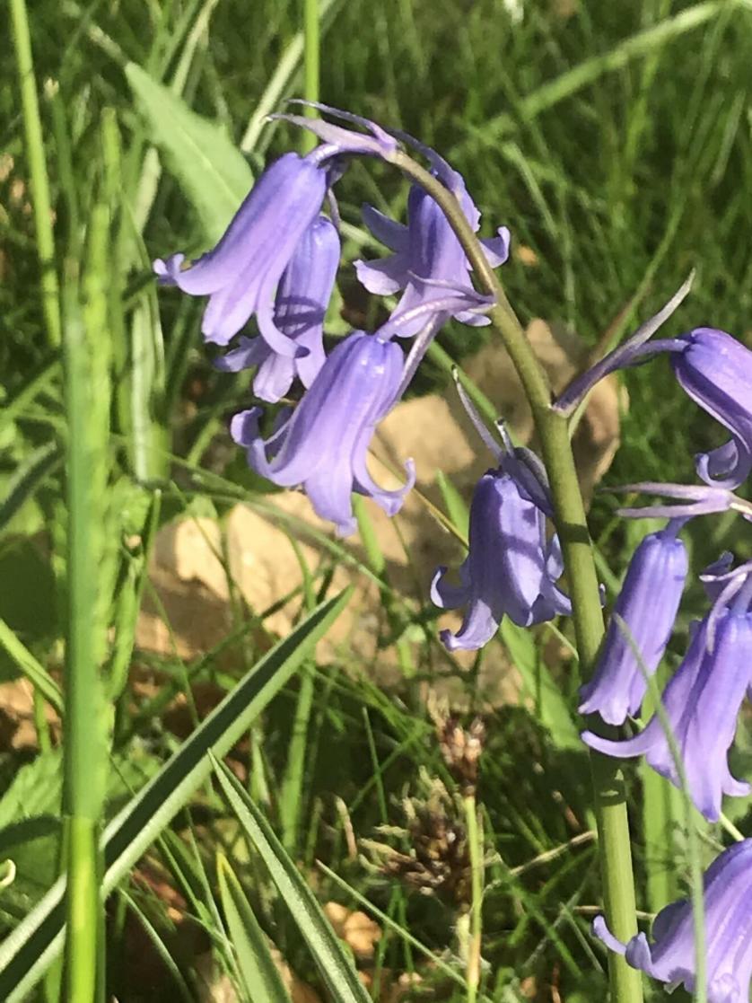 scilla_non_scripta_2._jpeg.jpeg