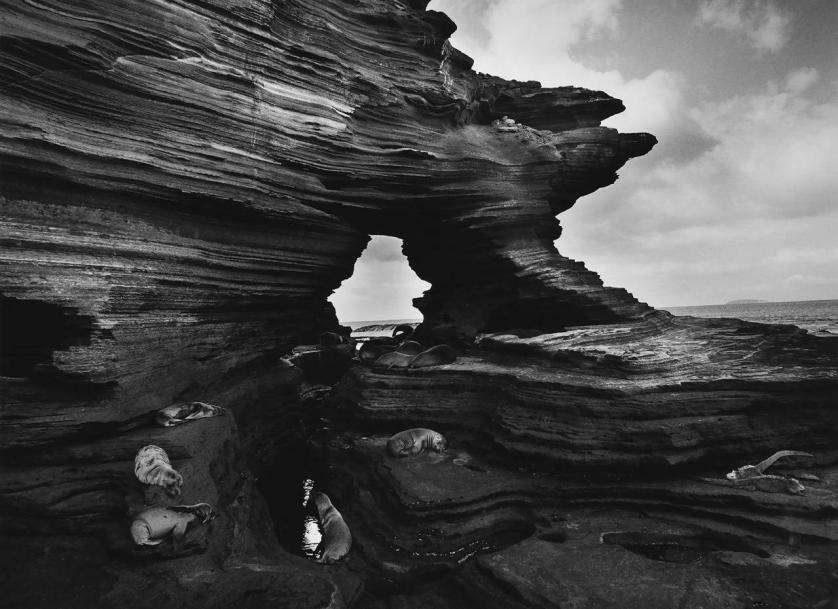 sea-lions-at-puerto-egas-in-james-bay-the-galapagos-photo-by-sebastic3a4o-salgado-genesis-series-2004.jpg