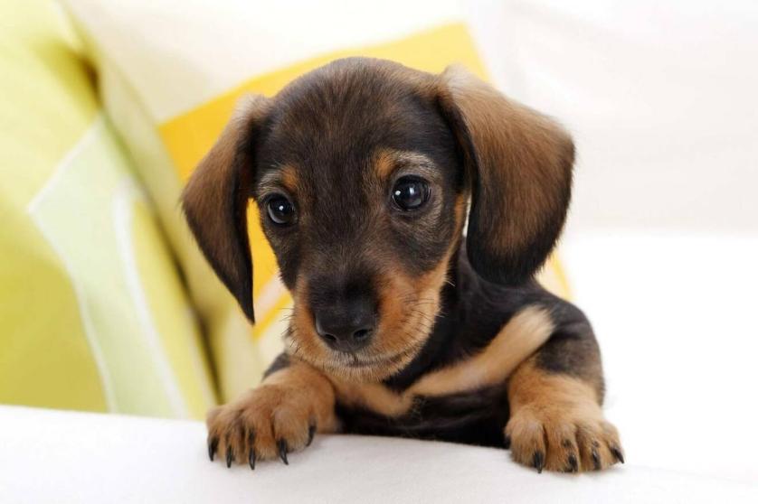 sgridare-il-cane.jpg