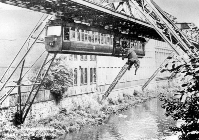 tuffo_elefante_1950.jpg