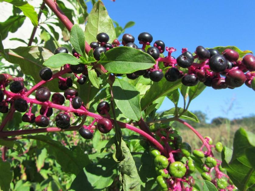 uva-turca-cremesina.jpg