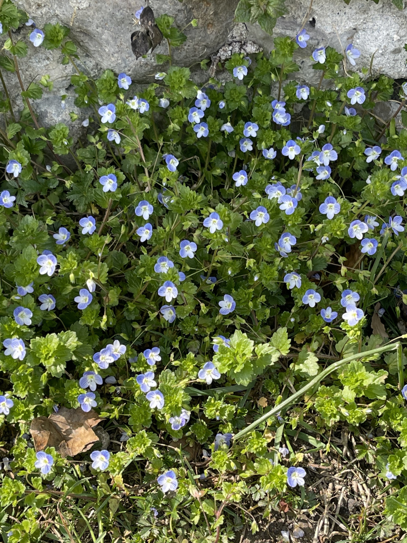 veronica persica.jpg