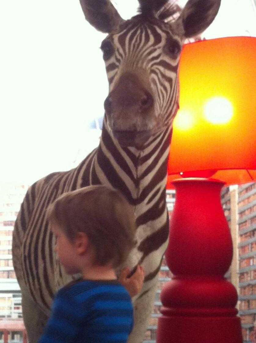 zebra_2.jpg