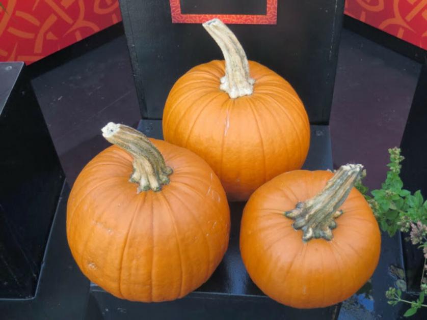 zucca 6.jpg
