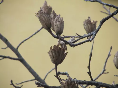 Infruttiscenza di liriodendron tulipifera