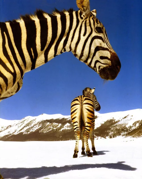 Paola Pivi, Senza titolo (Zebre), 2003, 340x400 cm, stampa fotografica, Courtesy Galleria Massimo De Carlo, Milano | Macro, Roma © l'artista (foto Hugo Glendinning)