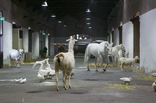 Paola Pivi, Interesting, 2006, performance con animali bianchi, Courtesy Fondazione Nicola Trussardi, Milano, © l'artista (foto: Hugo Glendinning)