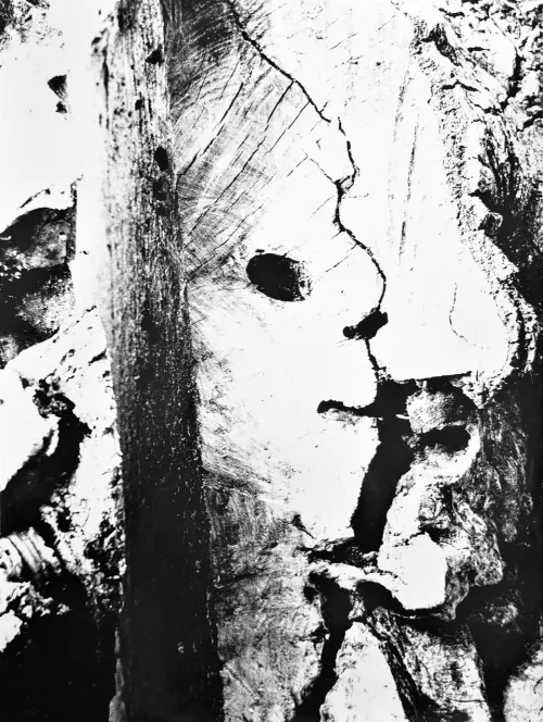 Mario Giacomelli, Figura. Motivo suggerito dal taglio dell'albero, Courtesy Archivio Sarteanesi - Archivio Mario Giacomelli ©Rita e Simone Giacomelli.