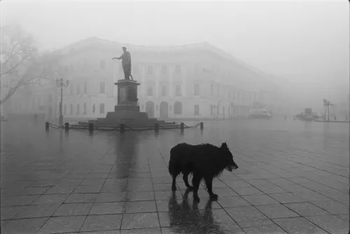 2017, La statua e il cane nero.