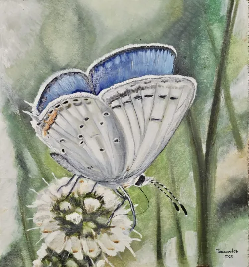 Tommaso Lisa, “Cupido argiades”  (olio su tavola, cm 25x25, 2020, coll. Martinenghi)