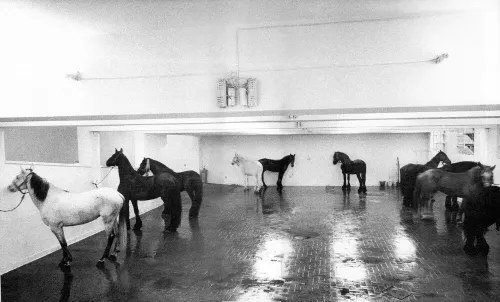 Jannis Kounellis, Cavalli, performance con cavalli, L’Attico, Rome 1969. © l'artista (foto Claudio Abate)
