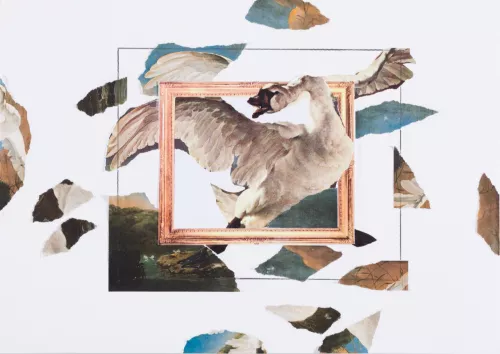 Le cygne menacé