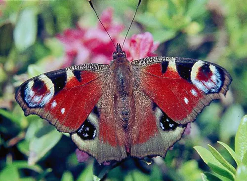 Inachis io