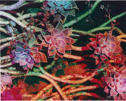 Martin Bruno - Aîsa