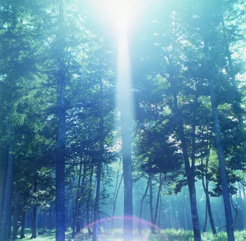 Rinko Kawauchi - Illuminance