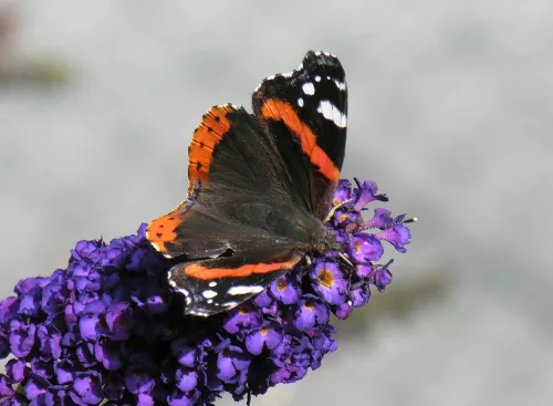 Vanessa atalanta