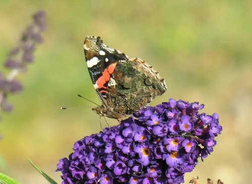 Vanessa atalanta