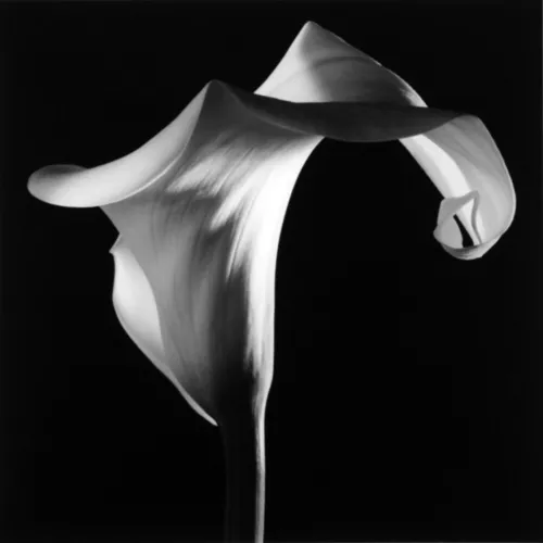 Robert Mapplethorpe, Calla Lily, 1986