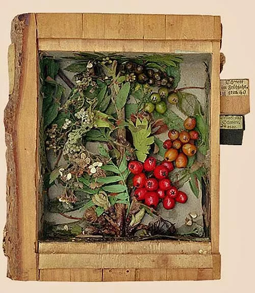 Carl Schilbach