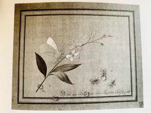 Fëdor Tolstoj, Fiore, farfalla e mosche, 1817, San Pietroburgo, Museo Russo di Stato.