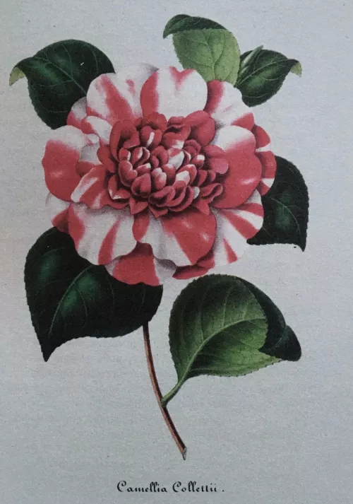 Un’altra illustrazione presente nel volume.