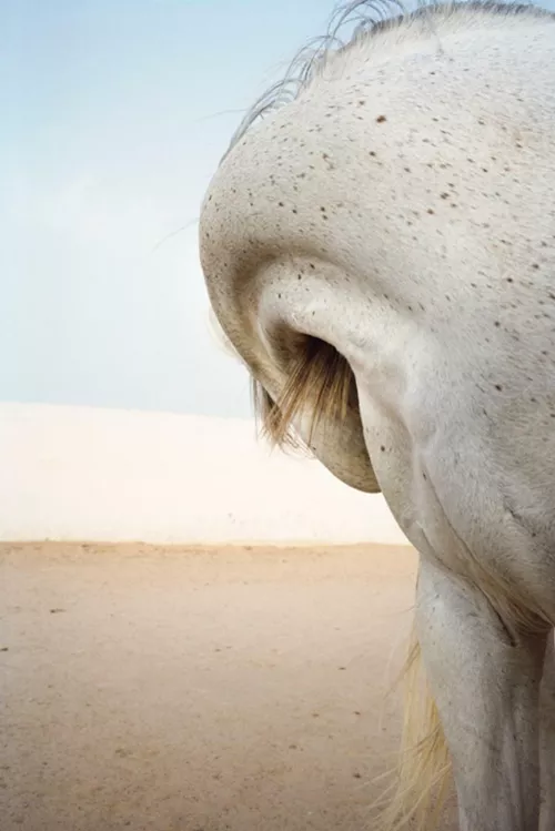 Jitka Hanzlová, Horses (2007-2014).