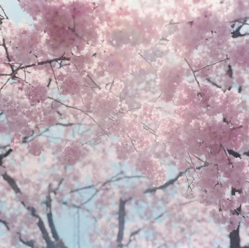 Fotografia di Rinko Kawauchi.